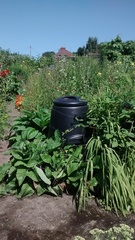 Allotment?Veg Patch Thread 10 - Plotmenters  busy into summer ! and loving James Wong