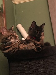 Cats still catting away part 5