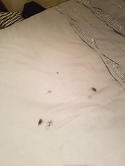Cat shedding tufts of hair
