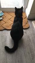 Cats still catting away part 5