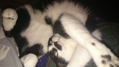 B/W cat appreciation society