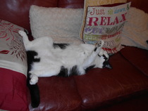 Cats still catting away part 5