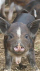 Is this a micro pig if not what breed is she ??