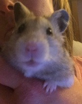 Can I see a picture of your hamsters?