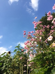 Allotment?Veg Patch Thread 10 - Plotmenters  busy into summer ! and loving James Wong