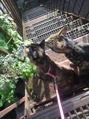 Dolly gets a lead