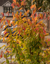 The Landscapers are here, it is better than the arrival of Santa