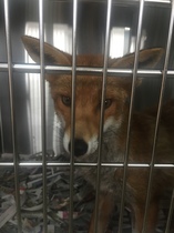 To help a mangy scrap of fox UPDATE