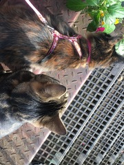 Dolly gets a lead