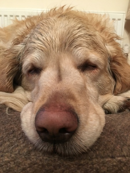 Do you want to share pics of your dog(s)?