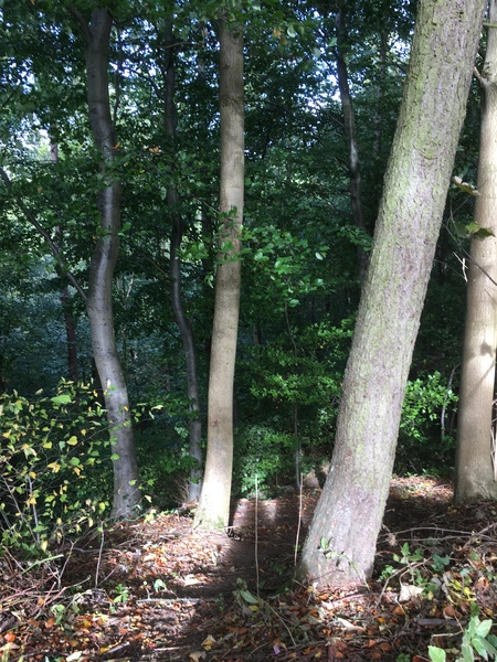 Keeping on keeping on until the new bootcamp