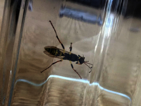 AIBU to try to kill this freaky waspy insect?! (warning: picture)