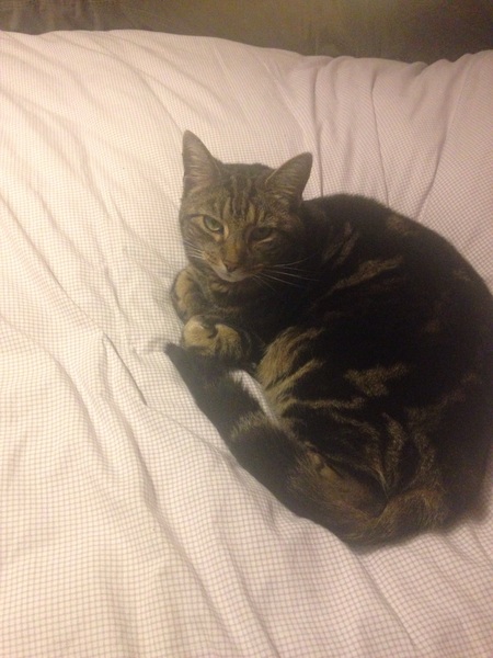 To ask what to do with the cat?