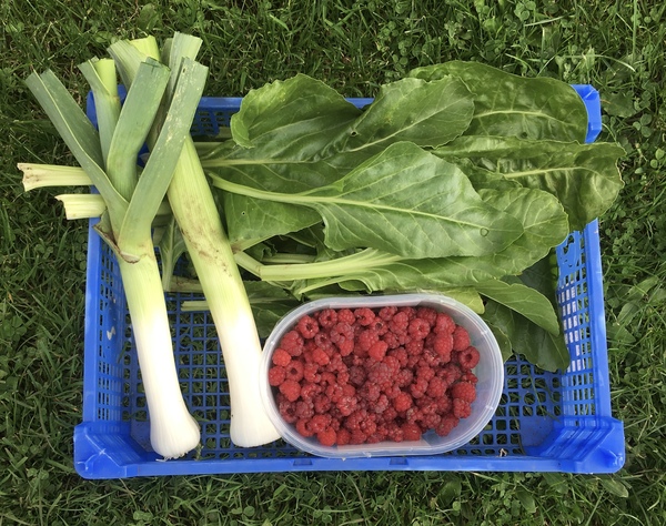 Allotment/Veg patch thread 11 'We bid  farewell to rainbow leaves but will keep plotting along'