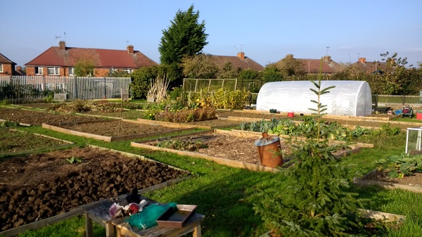Allotment/Veg patch thread 11 'We bid  farewell to rainbow leaves but will keep plotting along'