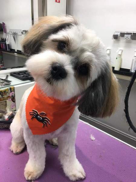 Do you want to share pics of your dog(s)?