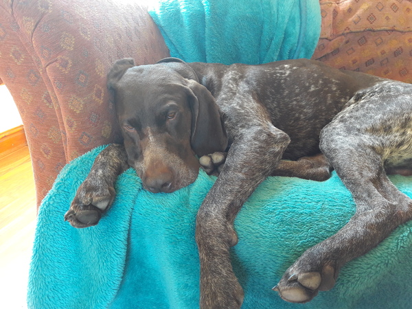 Do you want to share pics of your dog(s)?