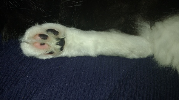 Toe beans!