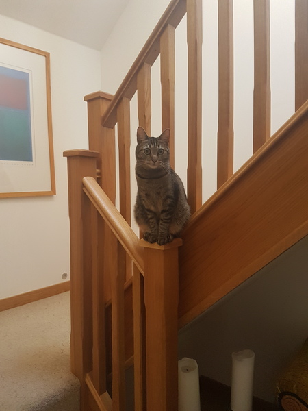 Cats still catting away part 5