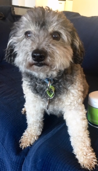 Do you want to share pics of your dog(s)?