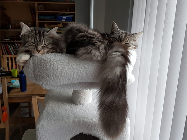 What's your DCat up to today? Episode 6, Return of the... Cats?