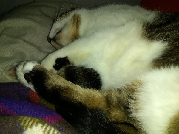 Toe beans!