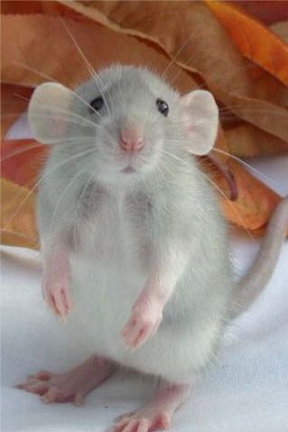GRAPHIC DEAD RODENT PIC