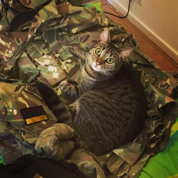 Cats still catting away part 5
