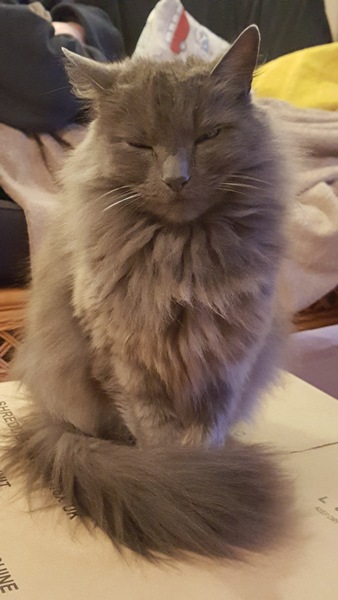 Cats still catting away part 5