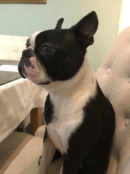 Would a Boston Terrier puppy be good as a first dog?