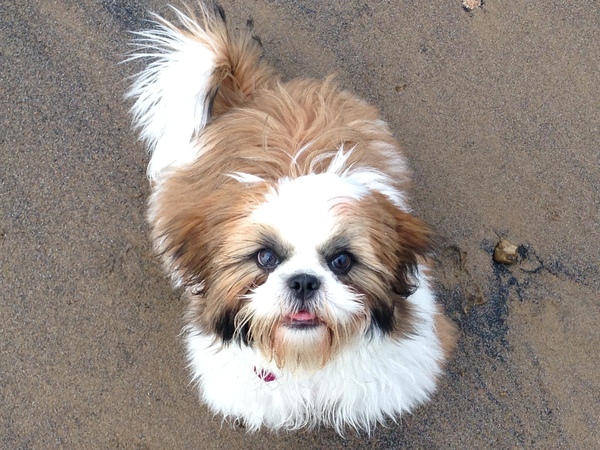 Please tell me about very small dogs