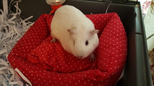 Your rescue animal story