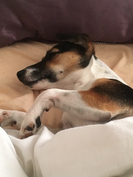 How spoilt is your dog?