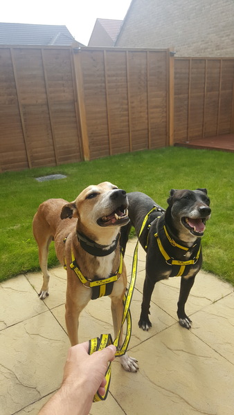 ELM PARK: Adopting 2 Lurchers - Advice? Dog Walking Groups?
