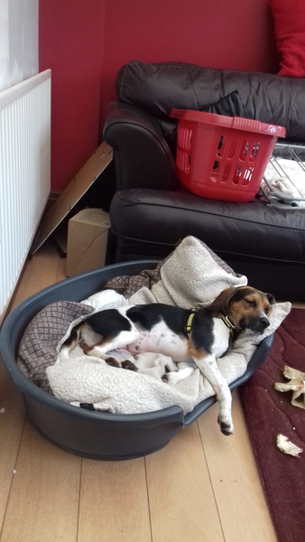 Help been driven to despair/ divorce by 11 month old beagle