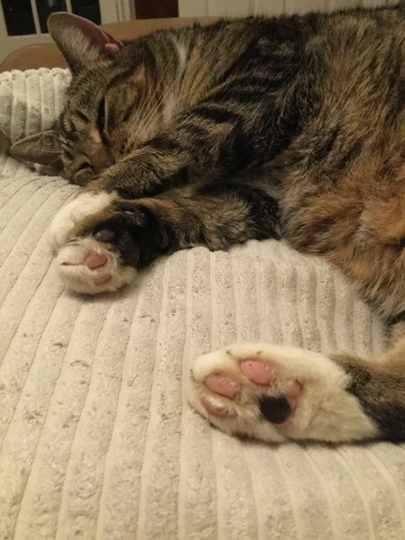 Toe beans!
