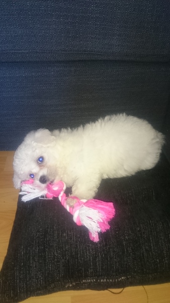 Puppy Survival thread part 4