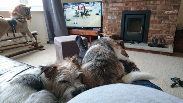 November 2017 #4: Bump botherers, nesting and maternity leave!