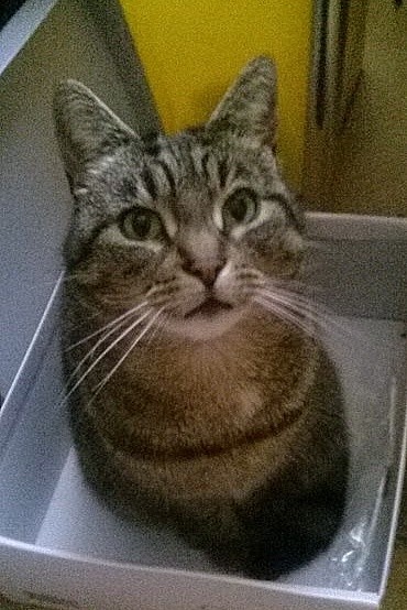 can't get over my cat s death