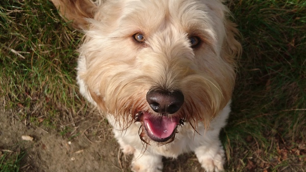 Do you want to share pics of your dog(s)?