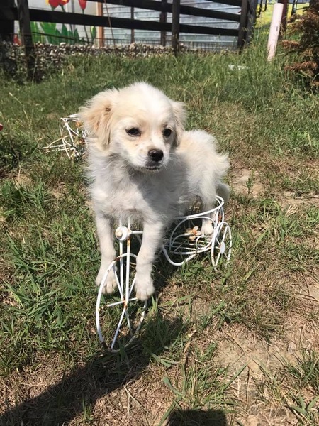 Puppy Survival thread part 4