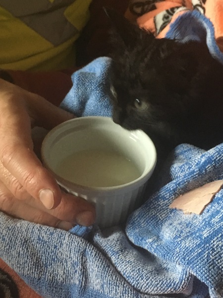Found a kitten, what's next?