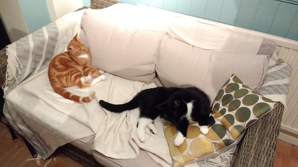 to choose a not so gorgeous cat?