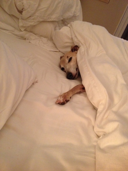Do you want to share pics of your dog(s)?