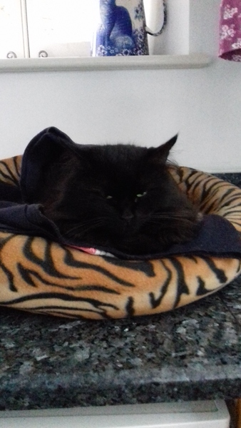 Cats still catting away part 5