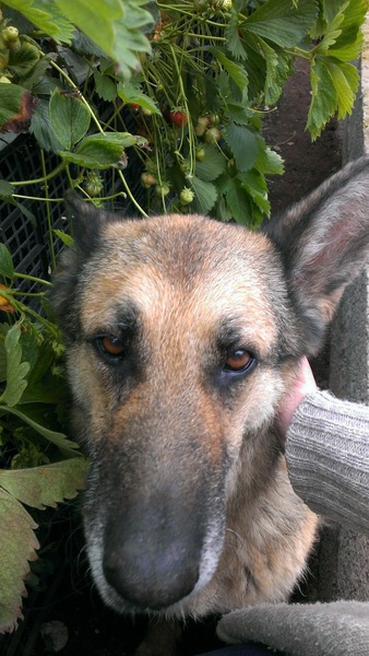 Your rescue animal story