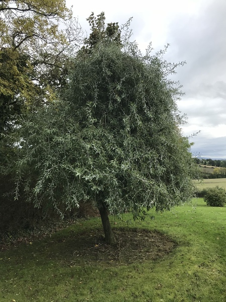 Tree identification