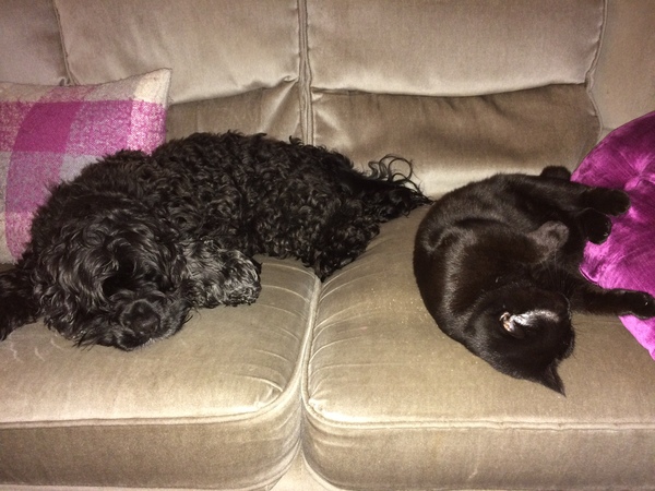 Dogs on sofas?