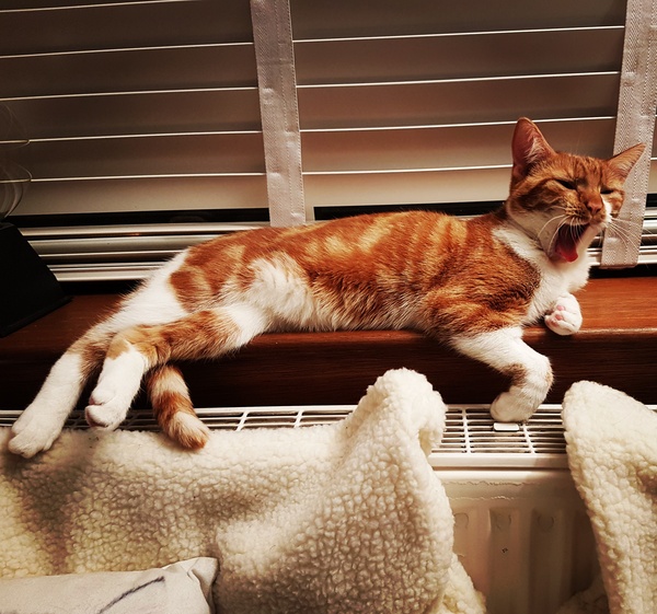 Cats still catting away part 5