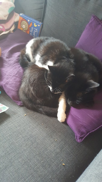 Your rescue animal story